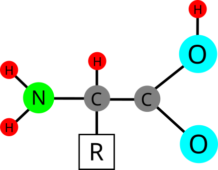 General structure of an amino acid